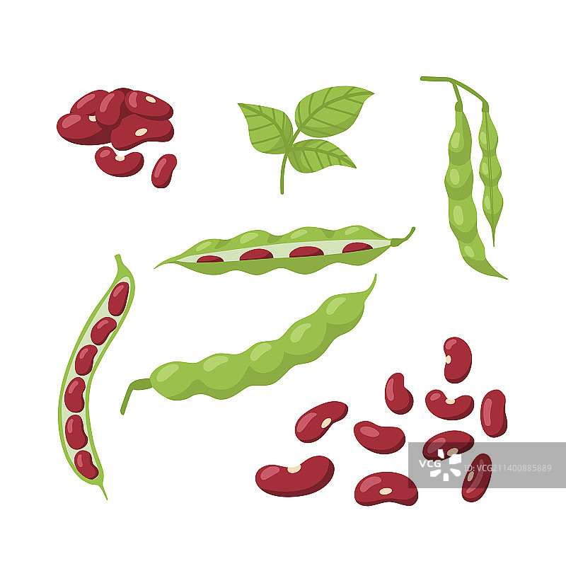 白色背景下的红豆叶豆荚套装图片素材