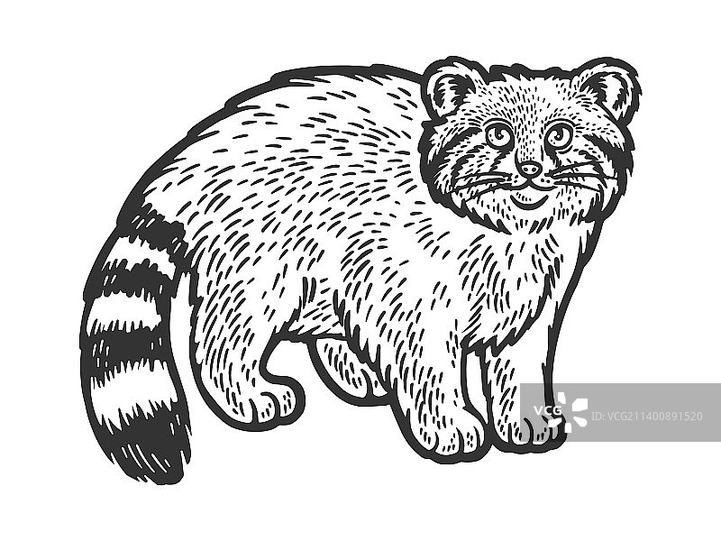 兔狲草图图片素材