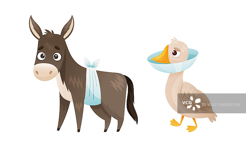 肚子上缠着绷带的生病的驴和鹅图片素材