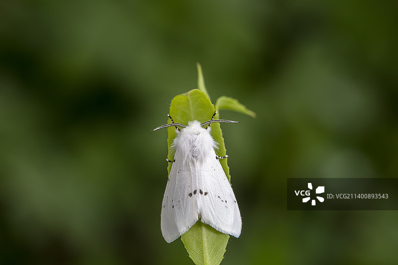 美国白蛾图片素材