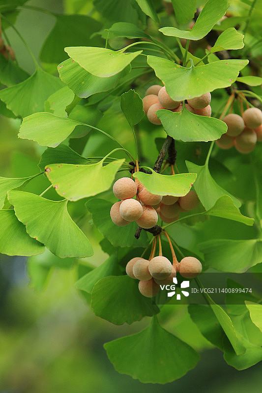 秋天成熟的银杏果实图片素材