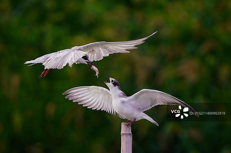 常州西太湖须浮鸥图片素材