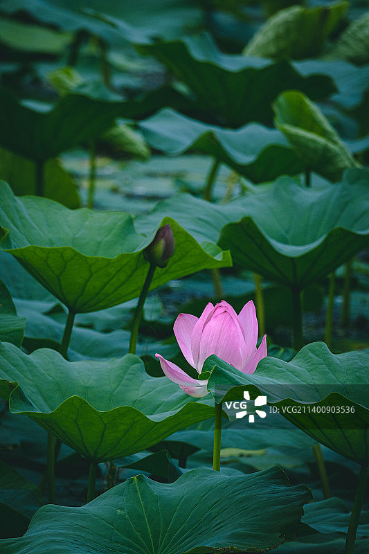 莲花、荷花图片素材