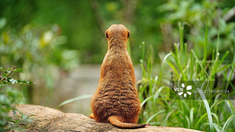 可能这就是孤独吧图片素材