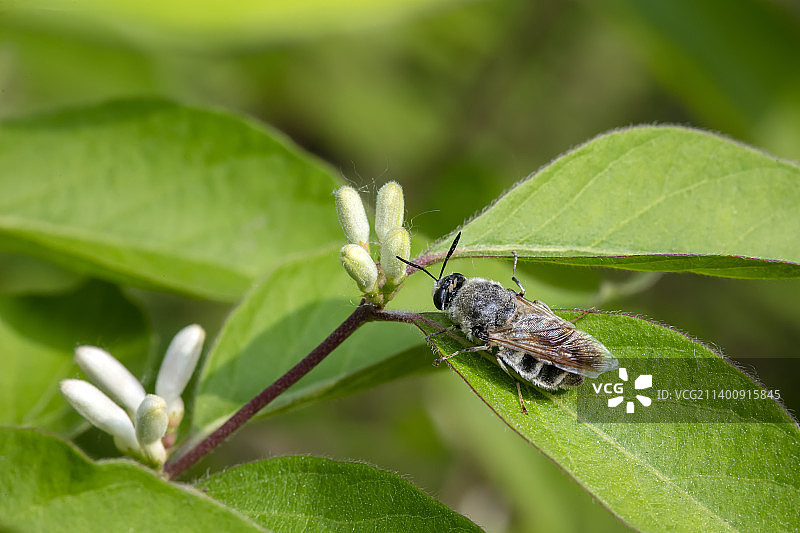 长角水虻图片素材