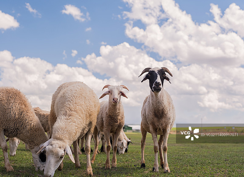 羊，绵羊。希拉穆仁草原。图片素材