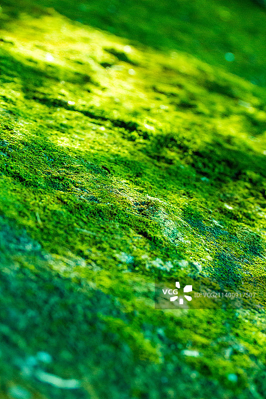 鲜绿色的茂盛青苔图片素材