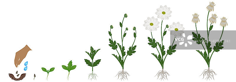 洋甘菊生长周期图片素材