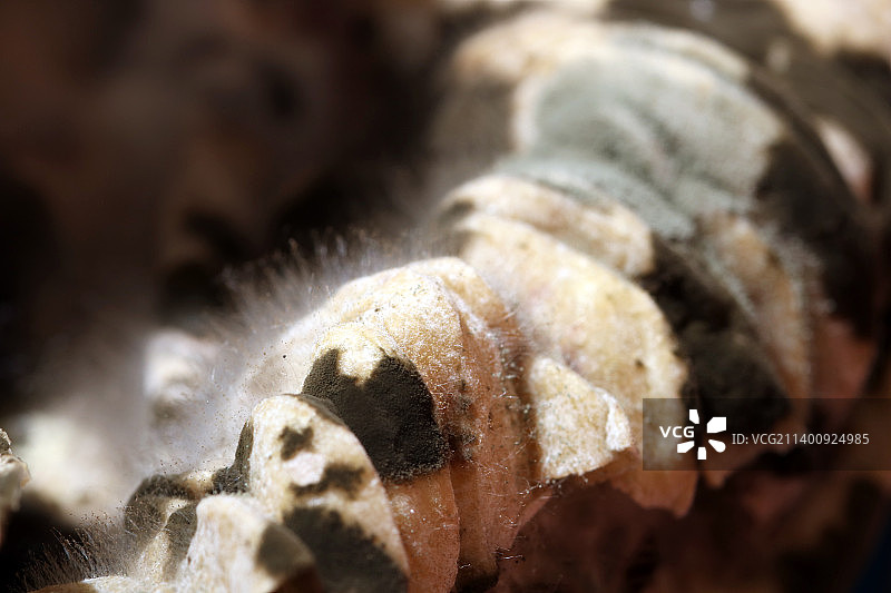 发霉长毛的食物图片素材