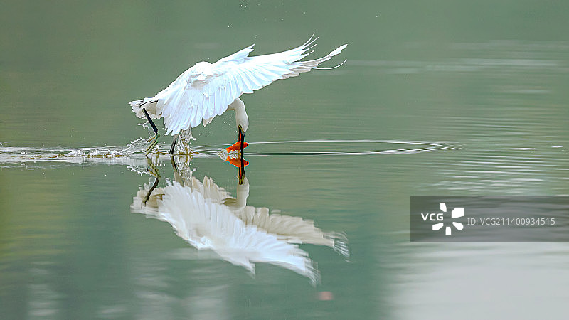 小白鹭抓红鱼图片素材