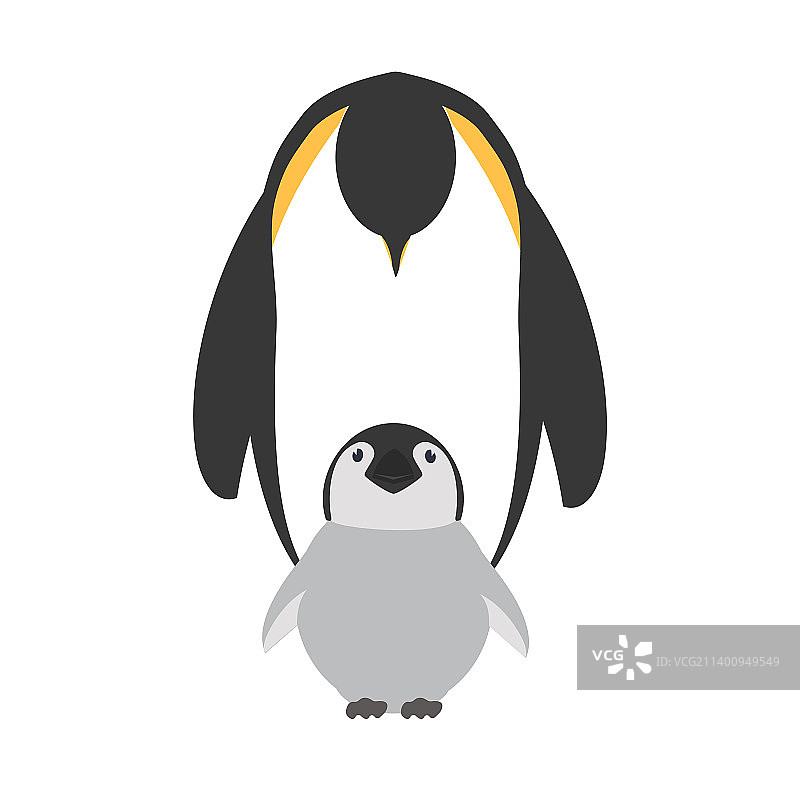 企鹅一家喂养小企鹅图片素材