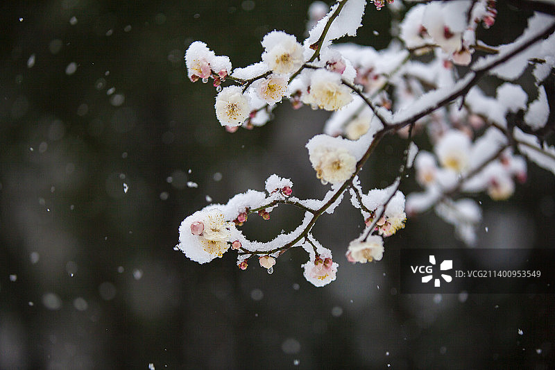 梅花傲雪图片素材