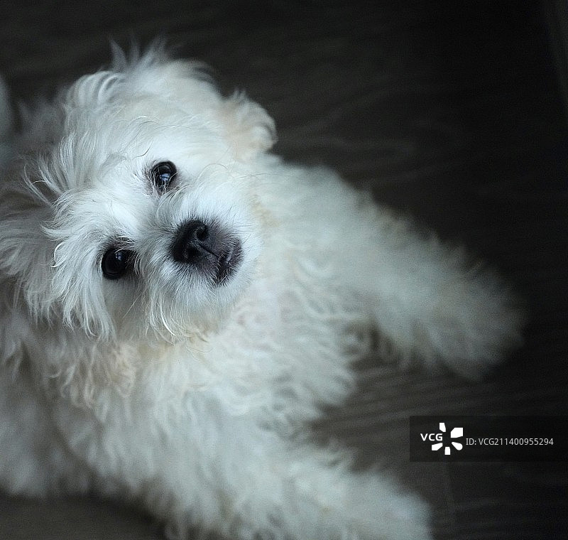 歪头卖萌图片素材