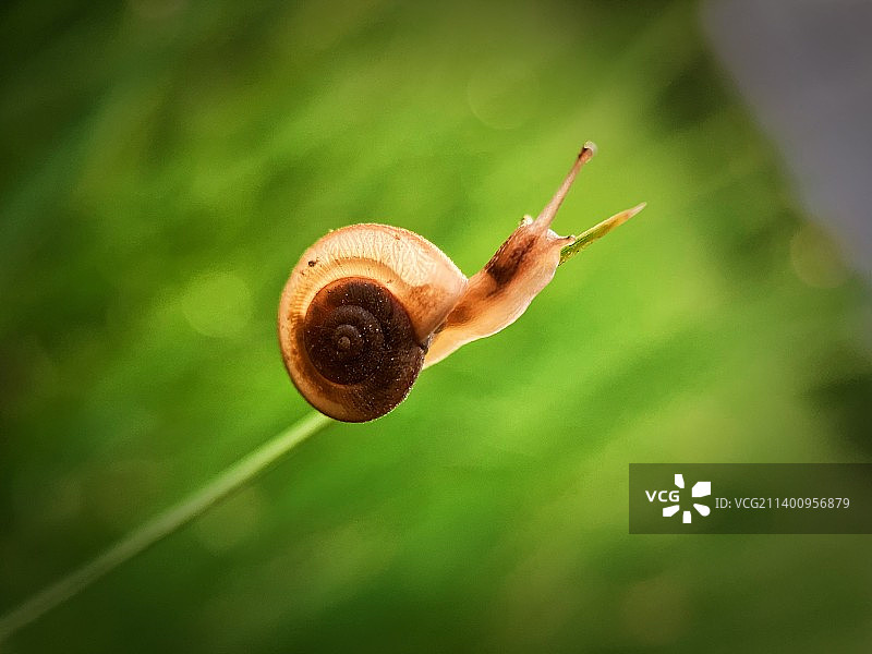 植物上的蜗牛特写镜头图片素材