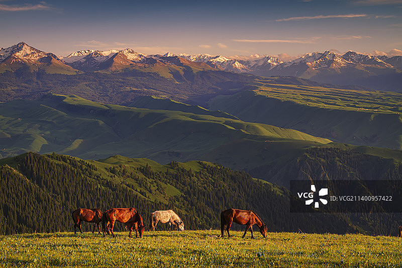 天山脚下好牧马图片素材