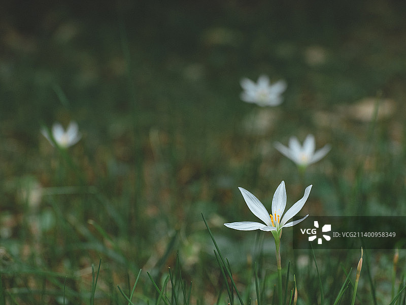 野外葱莲植物特写图片素材