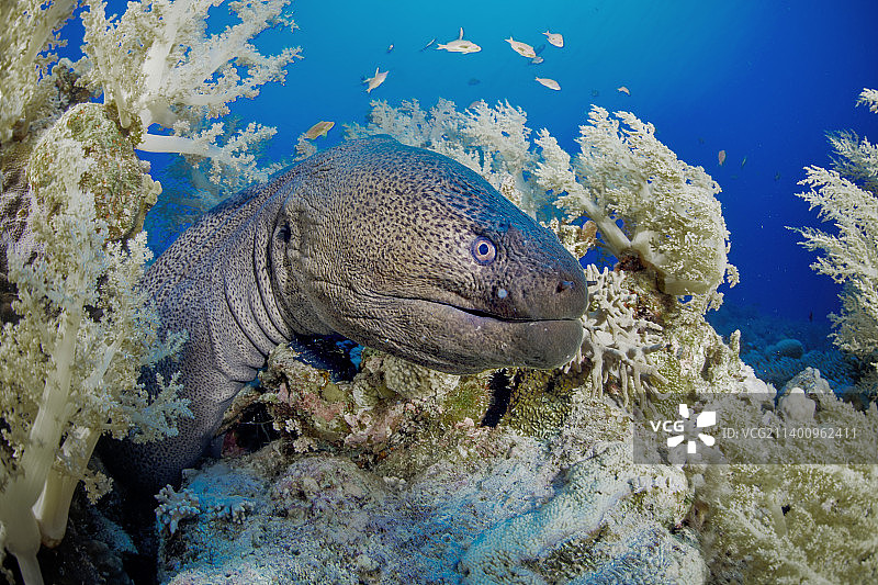 巨型海鳝图片素材