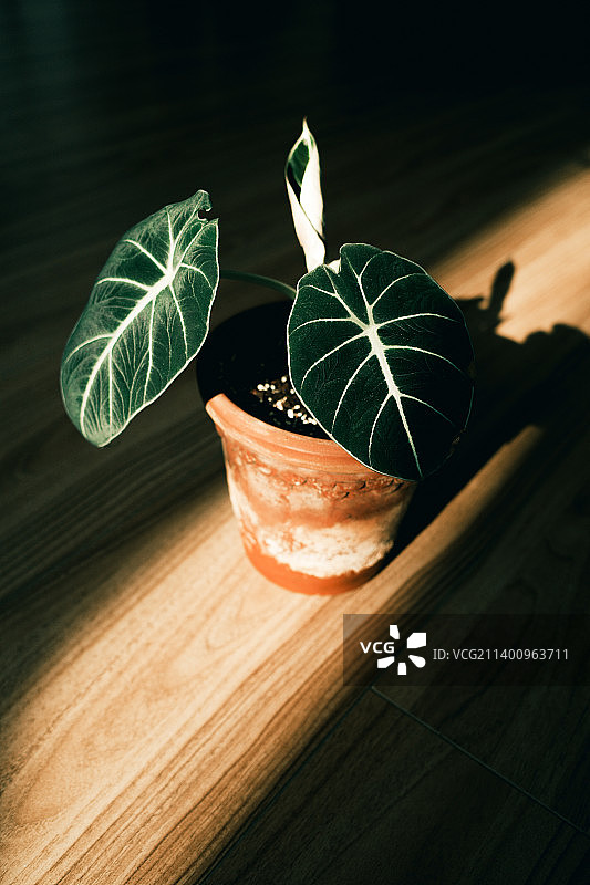 黑天鹅海芋绿植图片素材