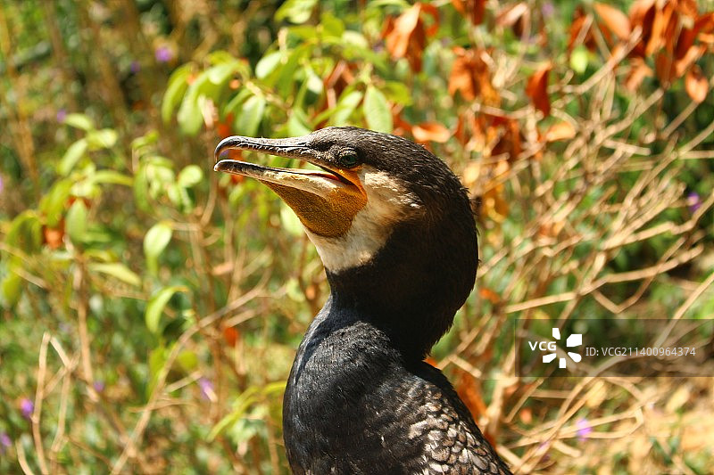 鸬鹚 二十元人民币背后老渔翁的鸬鹚，捕鱼累了岸上休息时抓拍到的图片素材