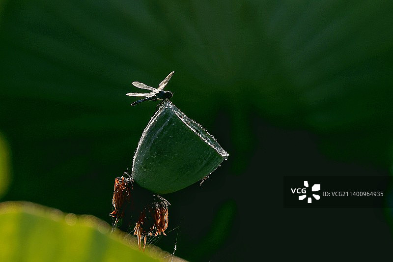植物上昆虫特写镜头图片素材