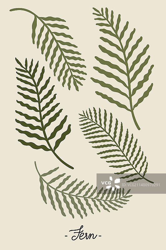 米色背景上的植物叶子图片素材