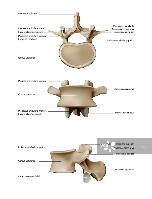 人体椎间盘解剖结构图片素材