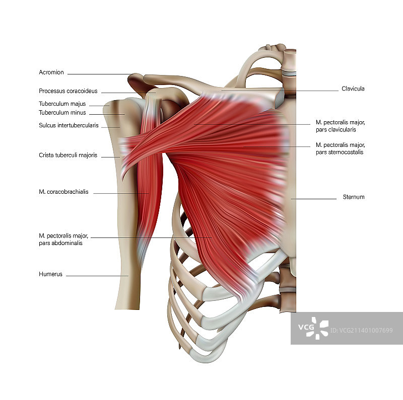 胸肌的解剖结构图片素材