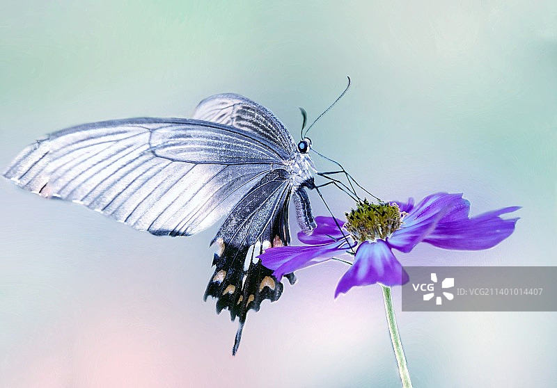 花上舞蹈（玉带美凤蝶）图片素材