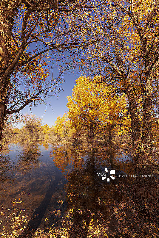 金塔胡杨林1图片素材