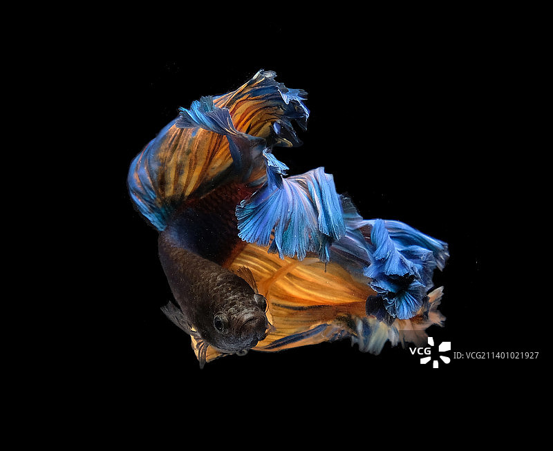 黑色背景下鱼的特写镜头图片素材