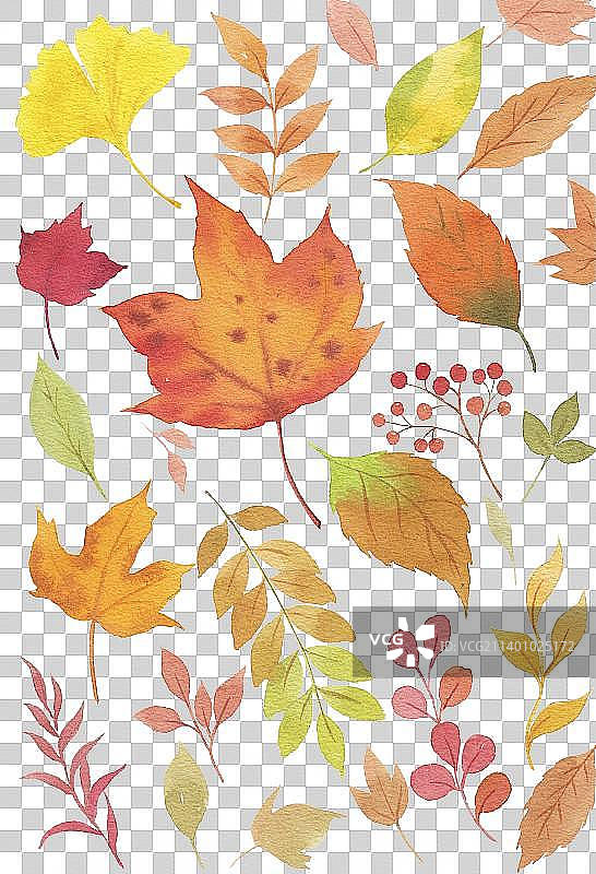 叶子叶片落叶秋天植物自然手绘插画银杏叶图片素材