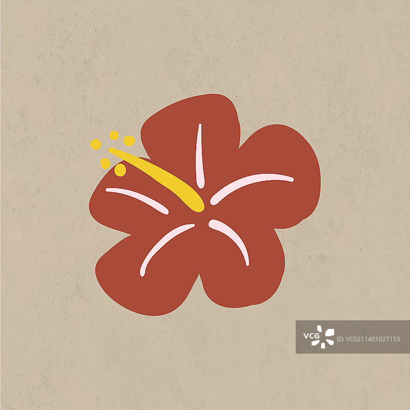 米色背景上的盛开的芙蓉花图片素材