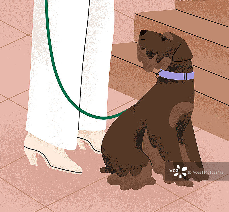 坐着的迷你雪纳瑞犬图片素材