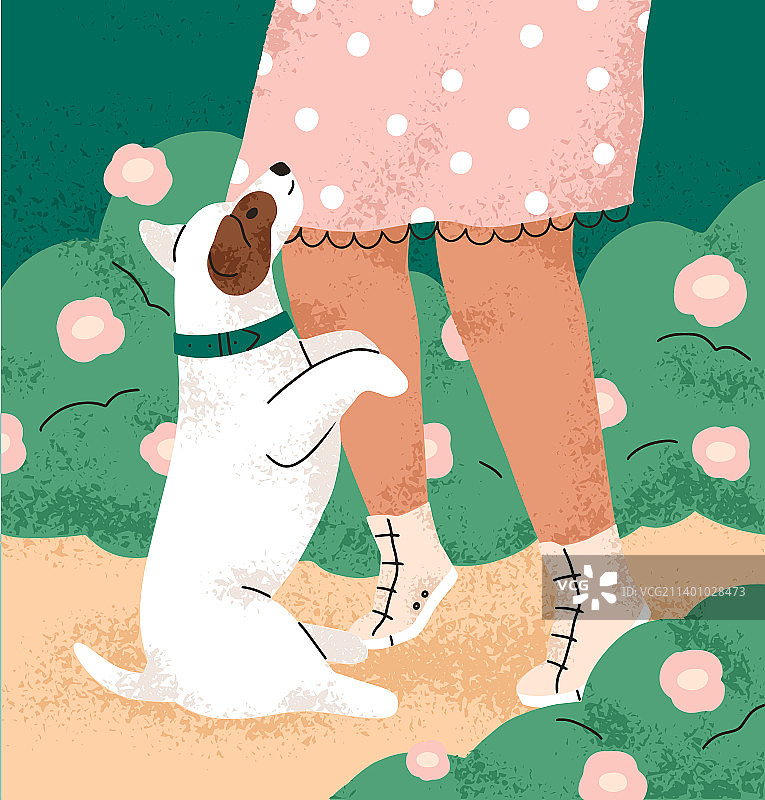 杰克罗素梗犬品种的可爱狗狗坐着图片素材