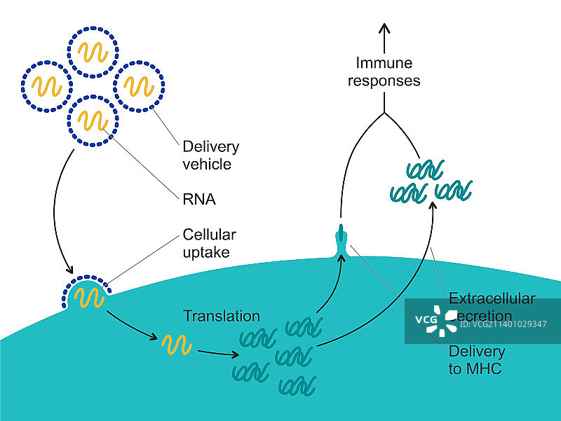 信使RNA疫苗作用机制图片素材
