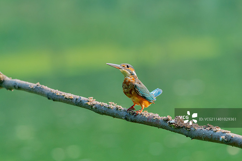 《普通翠鸟》摄于中国北京顺义图片素材