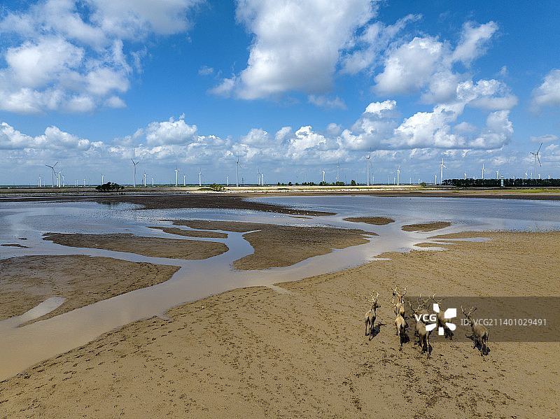 江苏盐城大丰麋鹿自然保护区图片素材