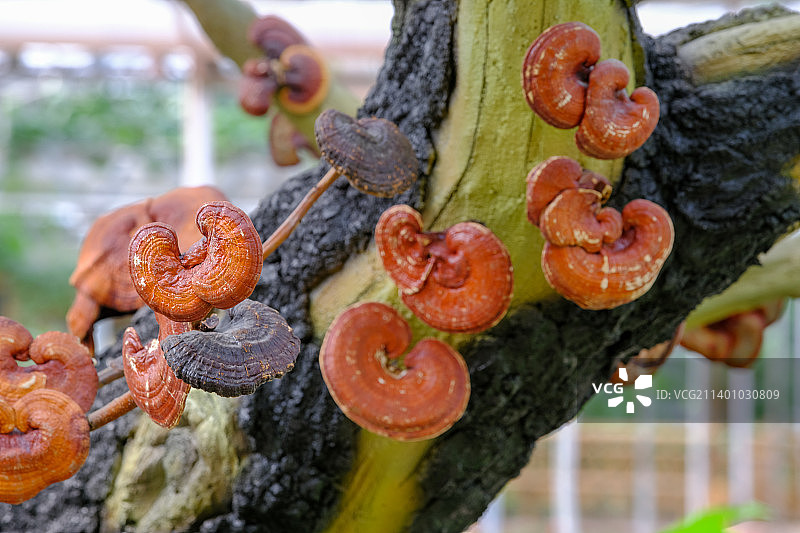 中药灵芝图片素材