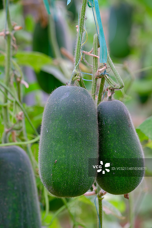 绿春小冬瓜特写图片素材