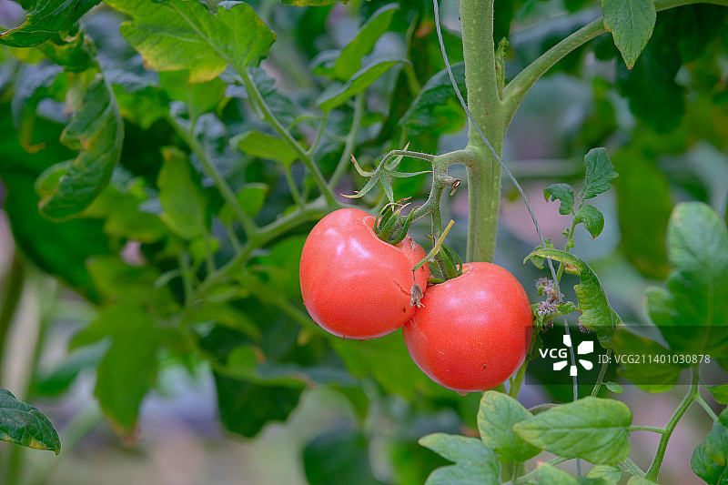 两个番茄挂在温室里图片素材