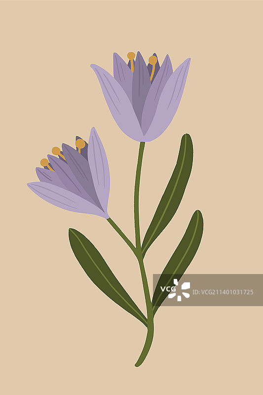 盛开的紫色植物花朵图片素材