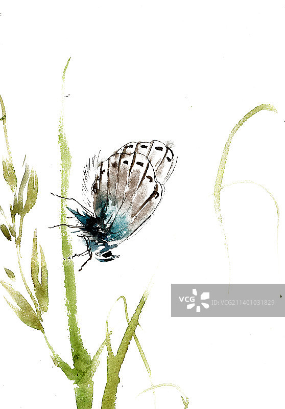 蓝色的蝴蝶图片素材