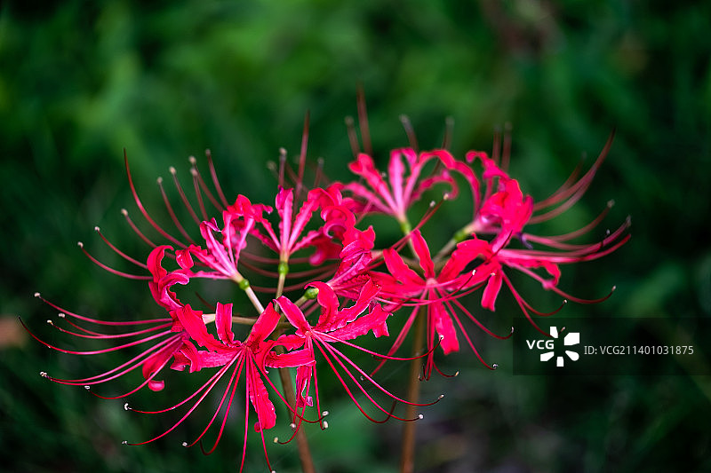 初秋依然盛开的红色彼岸花图片素材