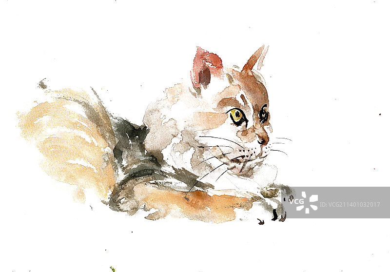 可爱的小猫图片素材