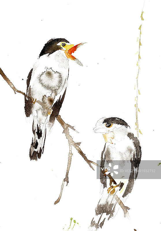 两只小鸟图片素材