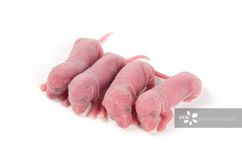 白底上刚出生的小老鼠图片素材