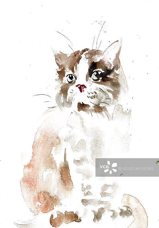 可爱的小猫图片素材