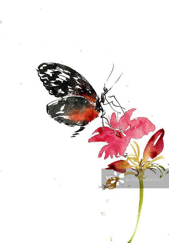 黑色的蝴蝶图片素材