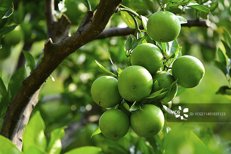 美味柑橘图片素材