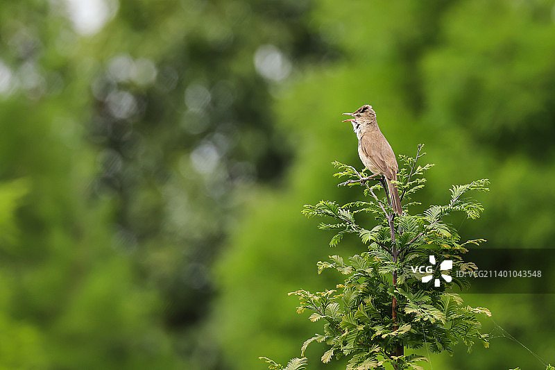 高歌—树林中的大苇莺图片素材
